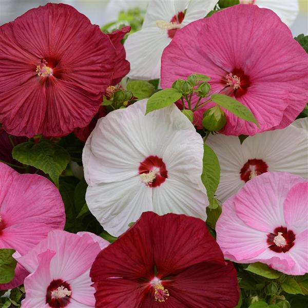 A colorful hardy hibiscus plant good for a tropical style garden 