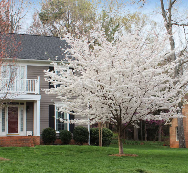 The Best Spring Flowering Trees for Your Yard | Tilly Design