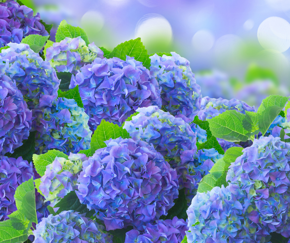 blooming hydrangea bush