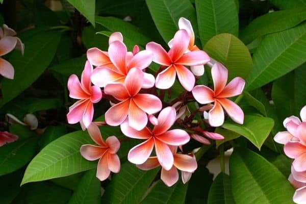 Grangipani Plumeria, a colorful flower good for a tropical landscape