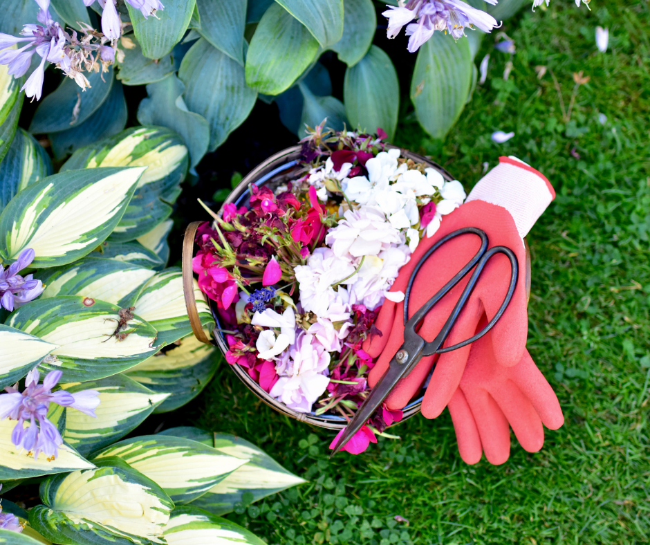deadheading flowers, flowers in a basket with pruners