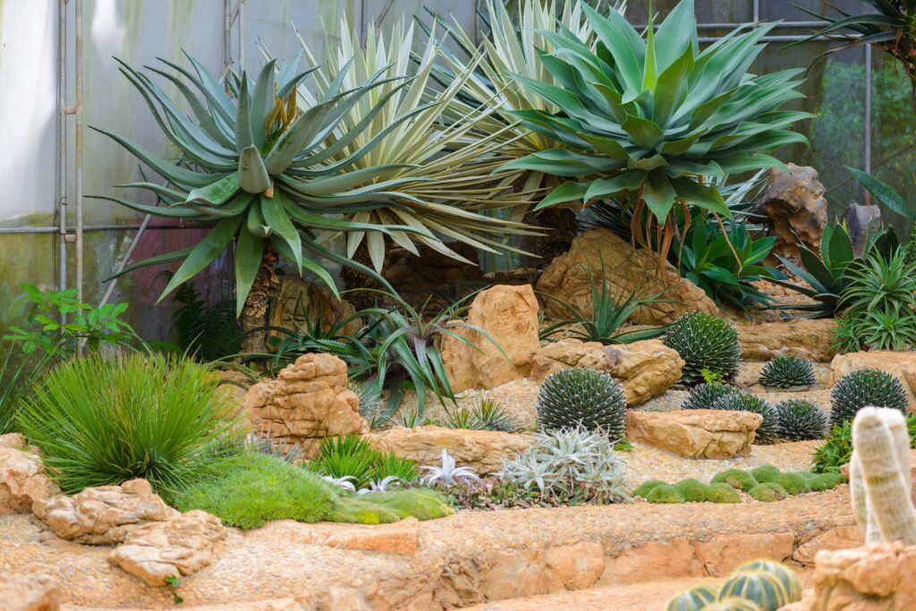a natural garden with rocks and cacti