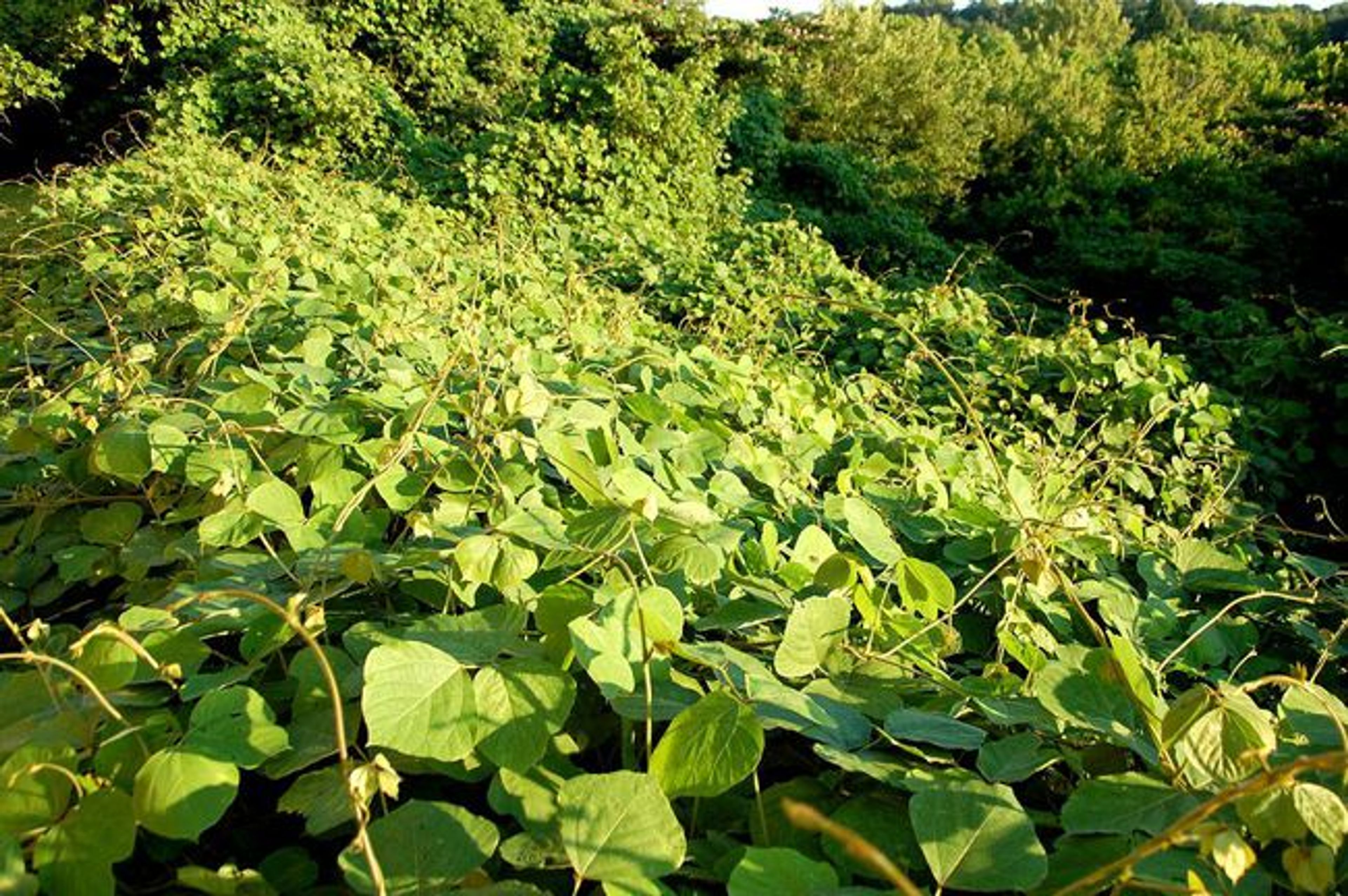 The Kudzu plant is an invasive plant species spreading across the US