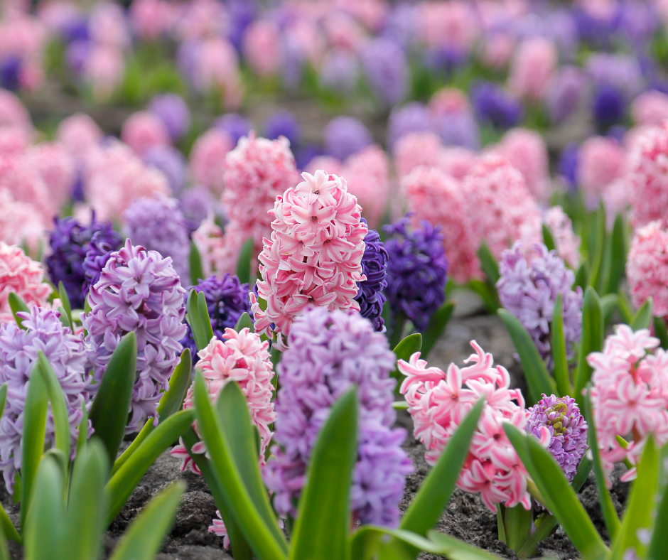 blooming Hyacinth in pink and purple