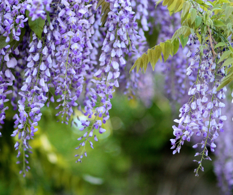 Wisteria blooming