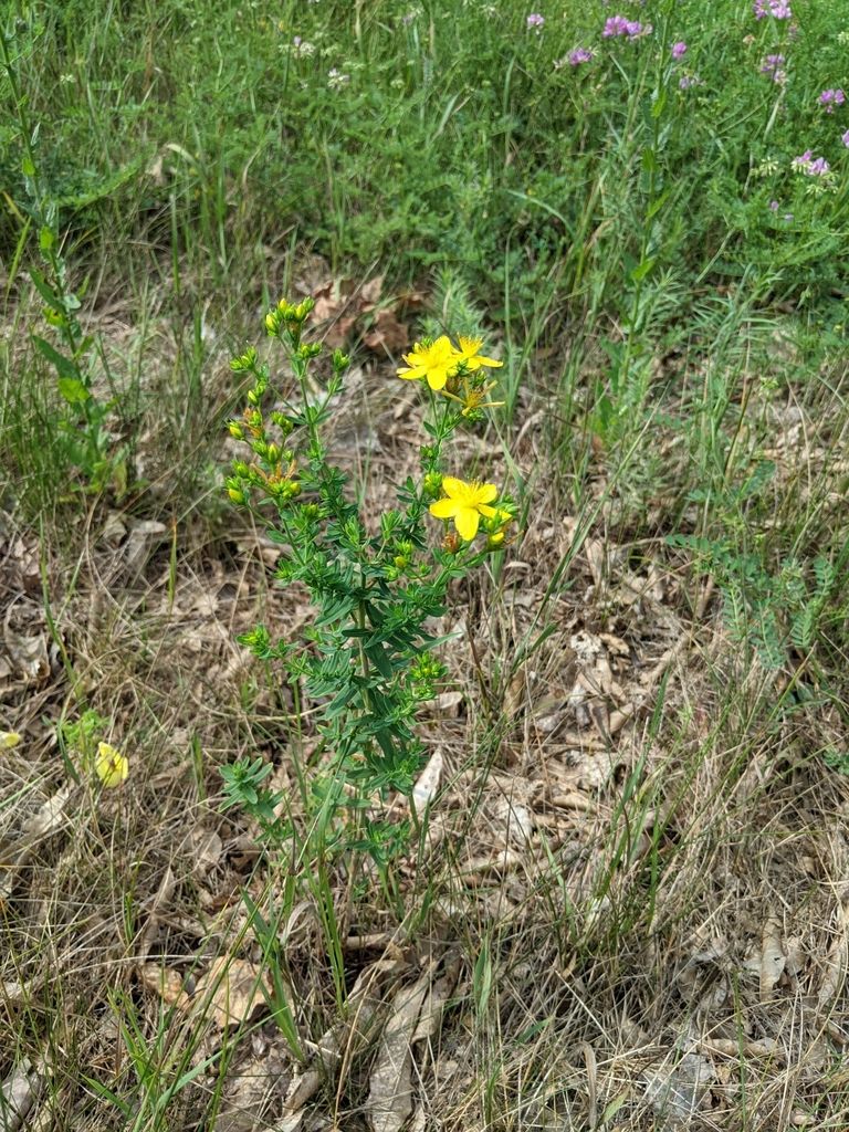 St. John’s-worts (native) (Hypericum (genus))
