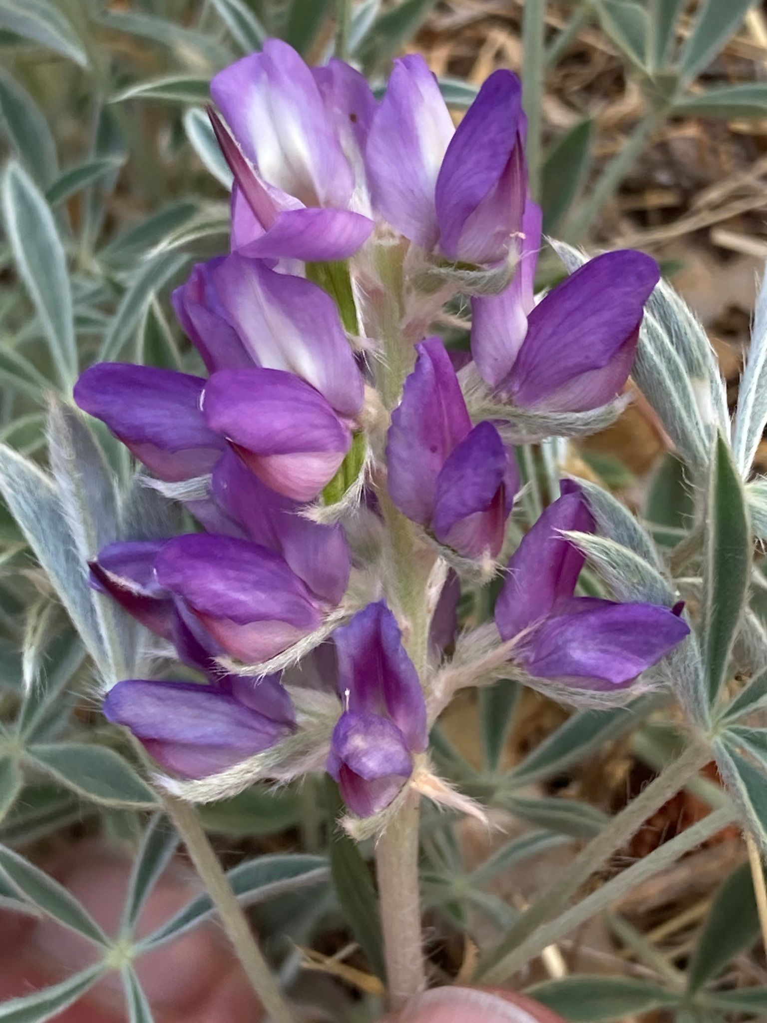Desert lupines (*Lupinus* (arid-adapted species))