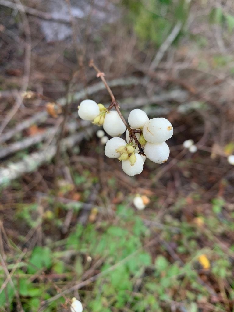 Snowberries (Symphoricarpos)