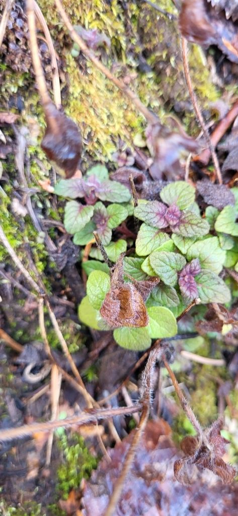 Wild thymes (native) (Thymus spp.)