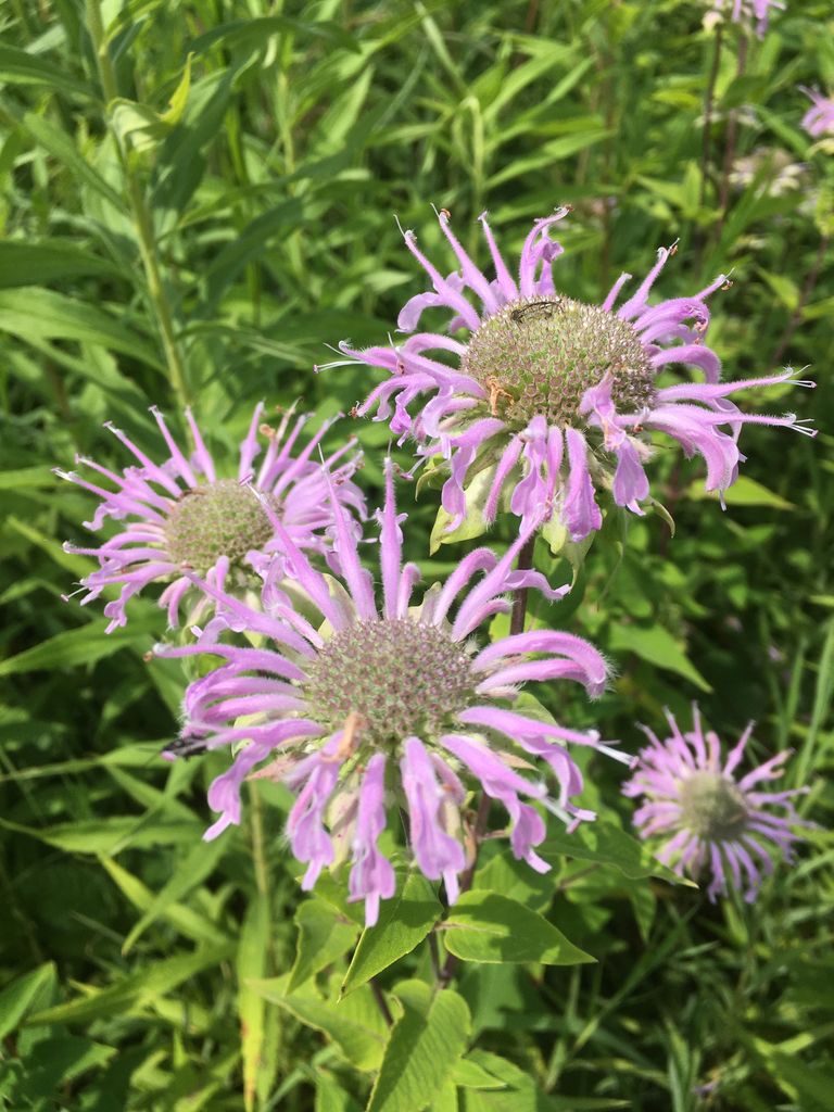 Bergamot (*Monarda* spp.)