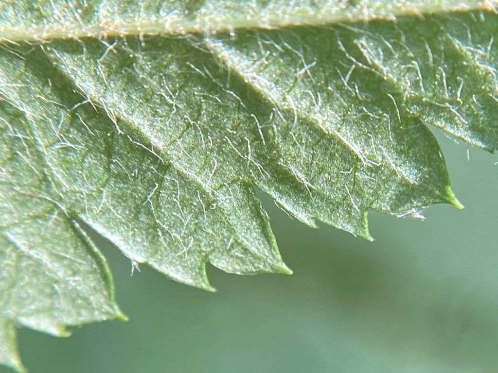 Pears (regional natives) (Pyrus spp.)