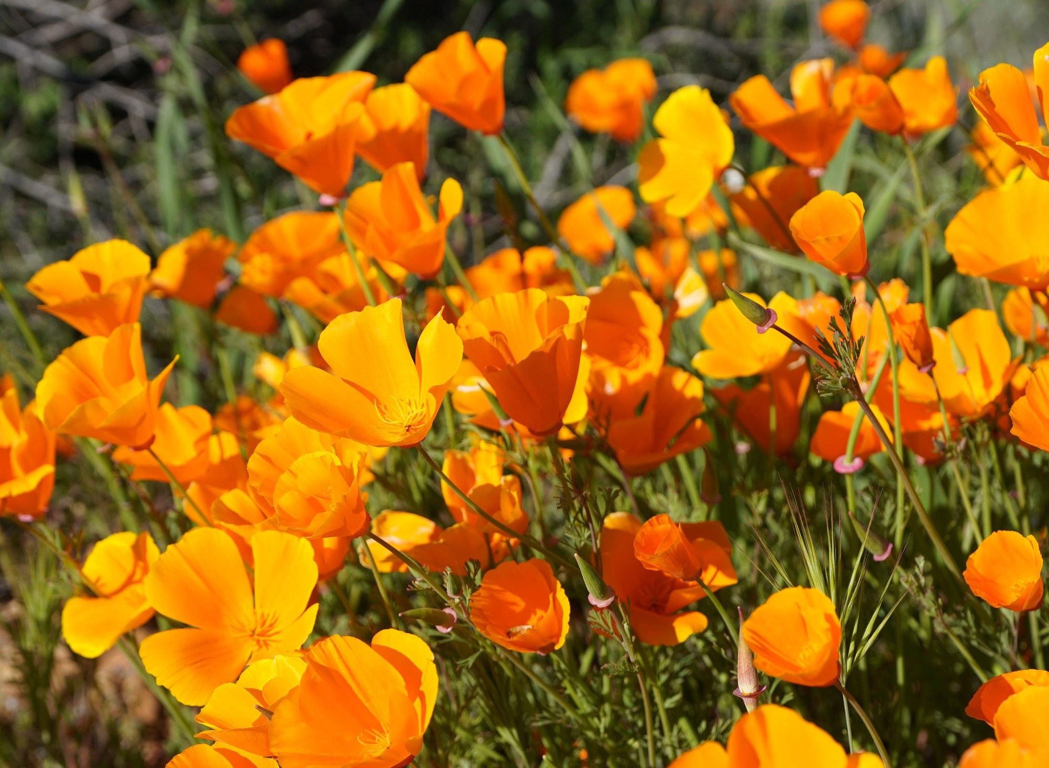 California poppies (*Eschscholzia* (genus))