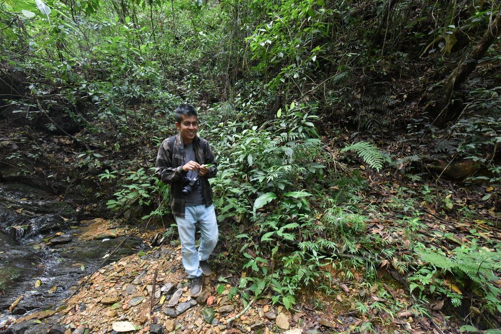 Mints (native) (Lamiaceae (native genera))