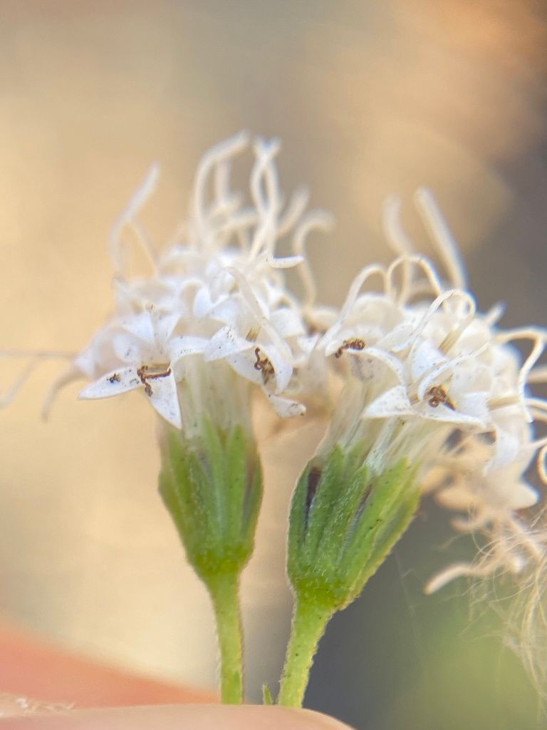 Bonesets & thoroughworts (Eupatorium spp. (and close relatives))
