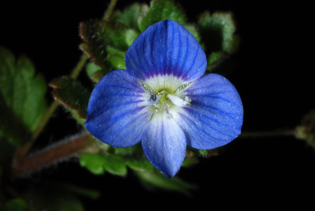 Speedwells (Veronica (native species))