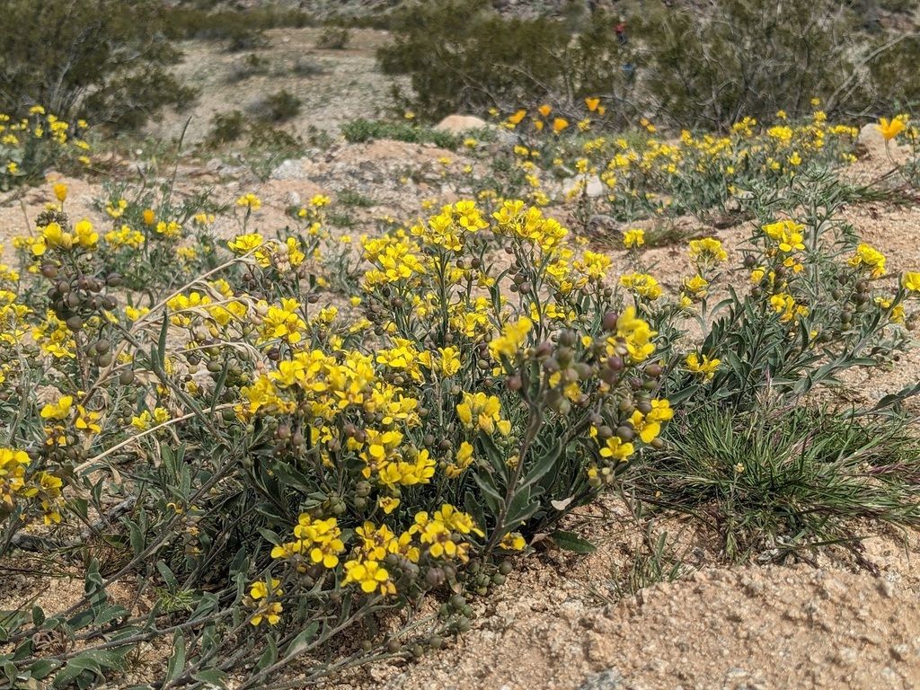 Bladderpods & relatives (*Physaria* spp. (and allies))