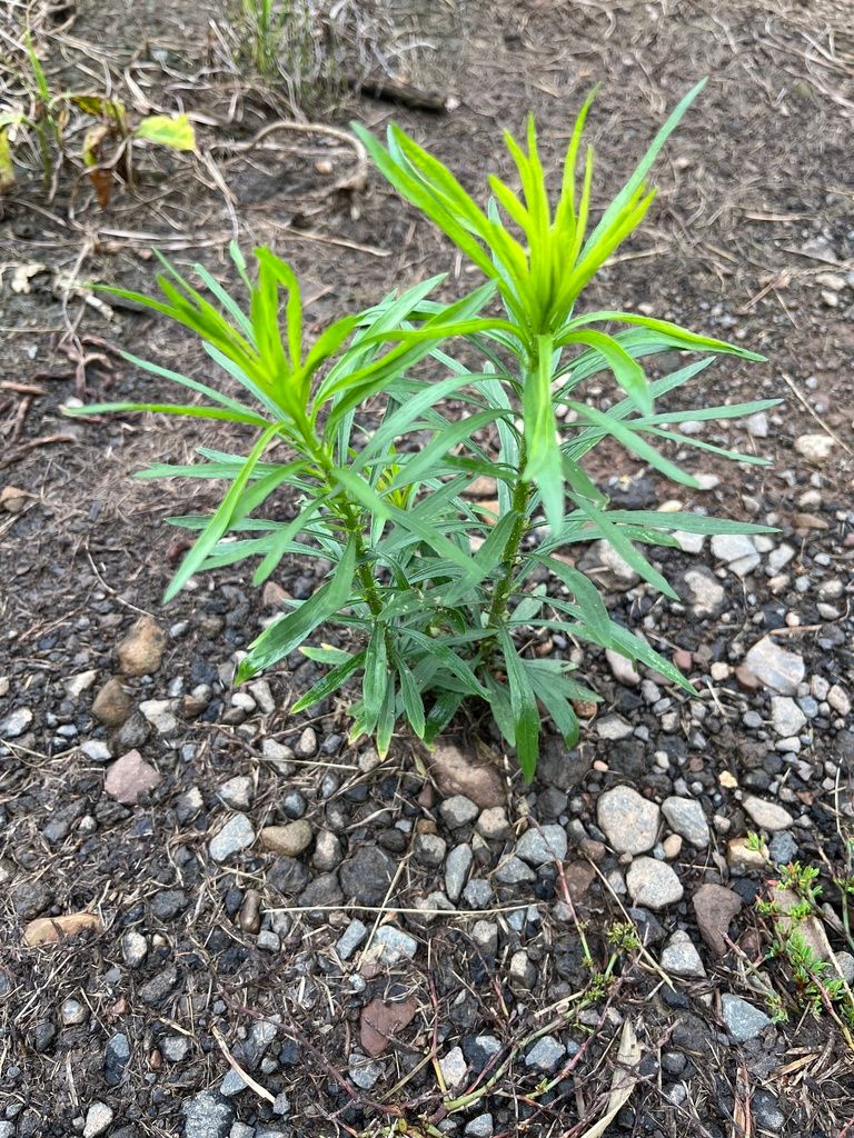 Fleabanes (Erigeron spp.)