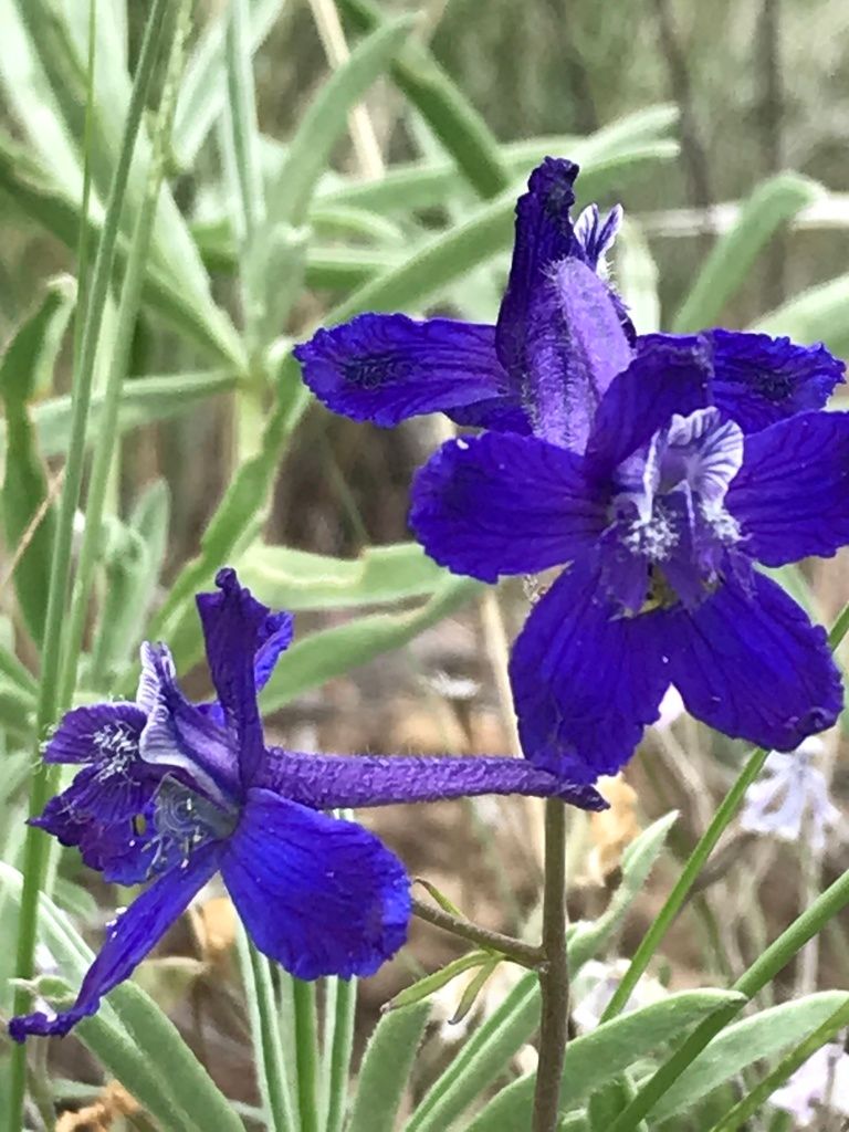 Larkspurs & delphiniums (*Delphinium* (genus))