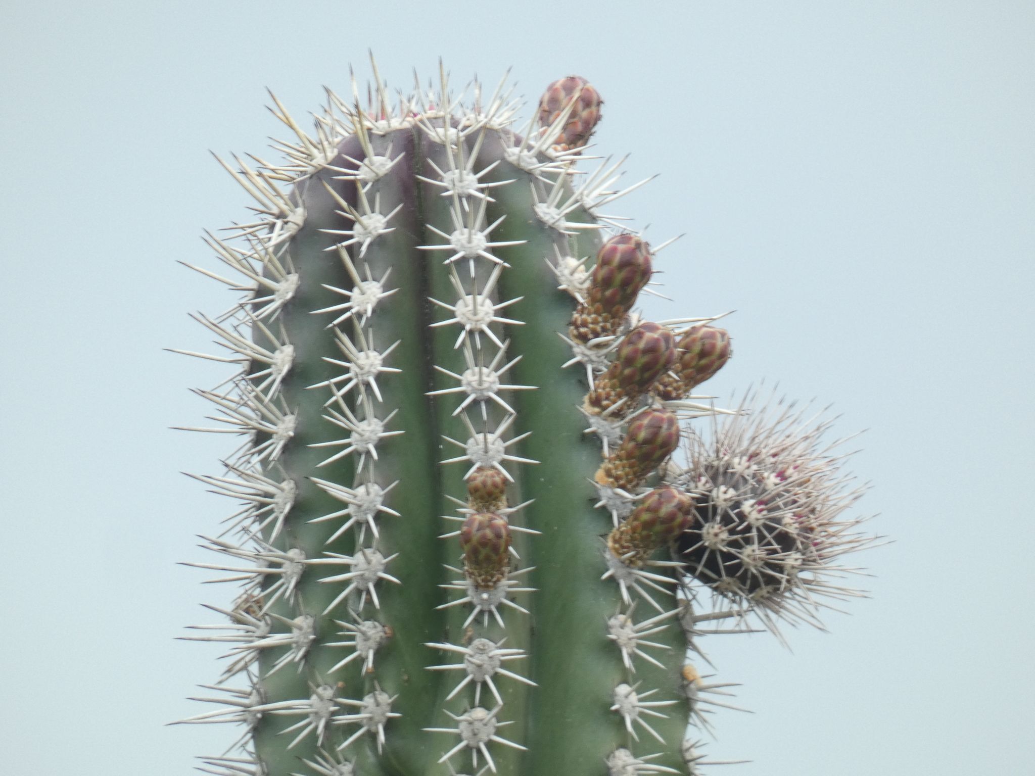 Columnar cacti (*Multiple genera (region-dependent)*)