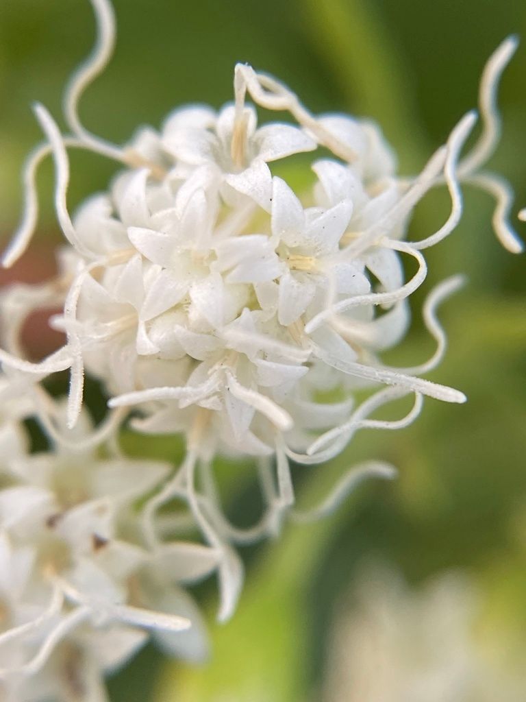 Bonesets & thoroughworts (Eupatorium spp. (and close relatives))