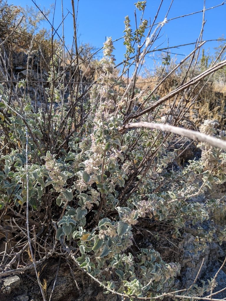 Desert lavender (Hyptis spp.)