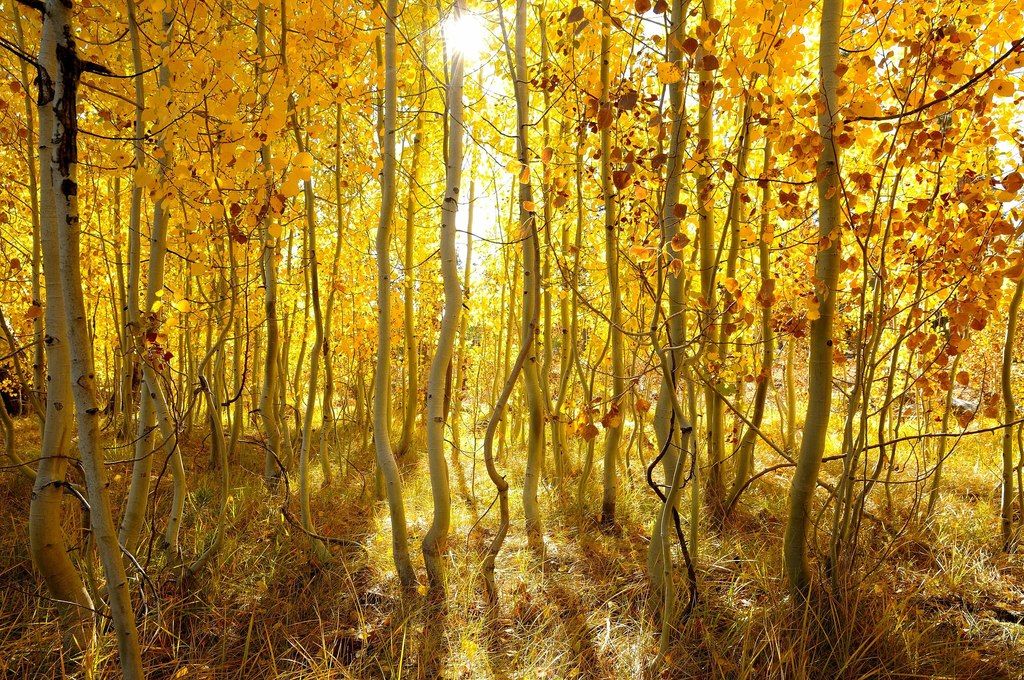 Poplars, aspens & cottonwoods (Populus)