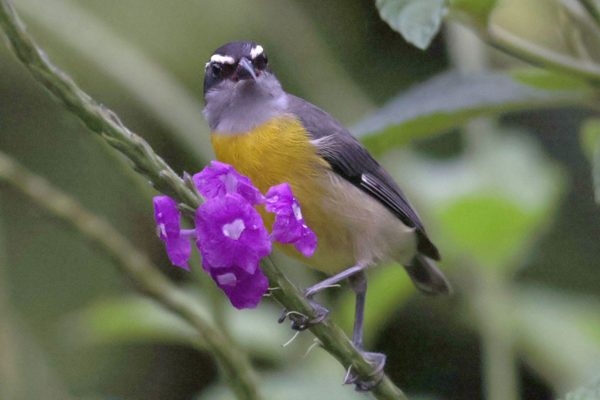 Other nectar-feeding birds (regional) (Various families (region-dependent))