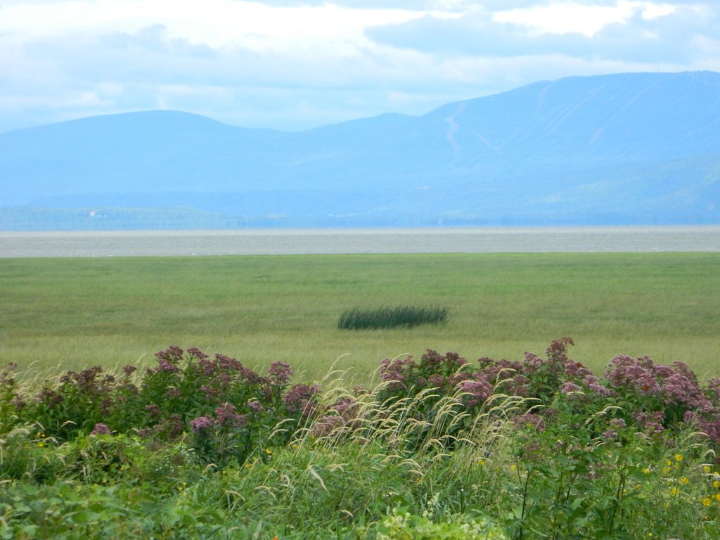 Joe-Pye weeds (Eutrochium spp.)