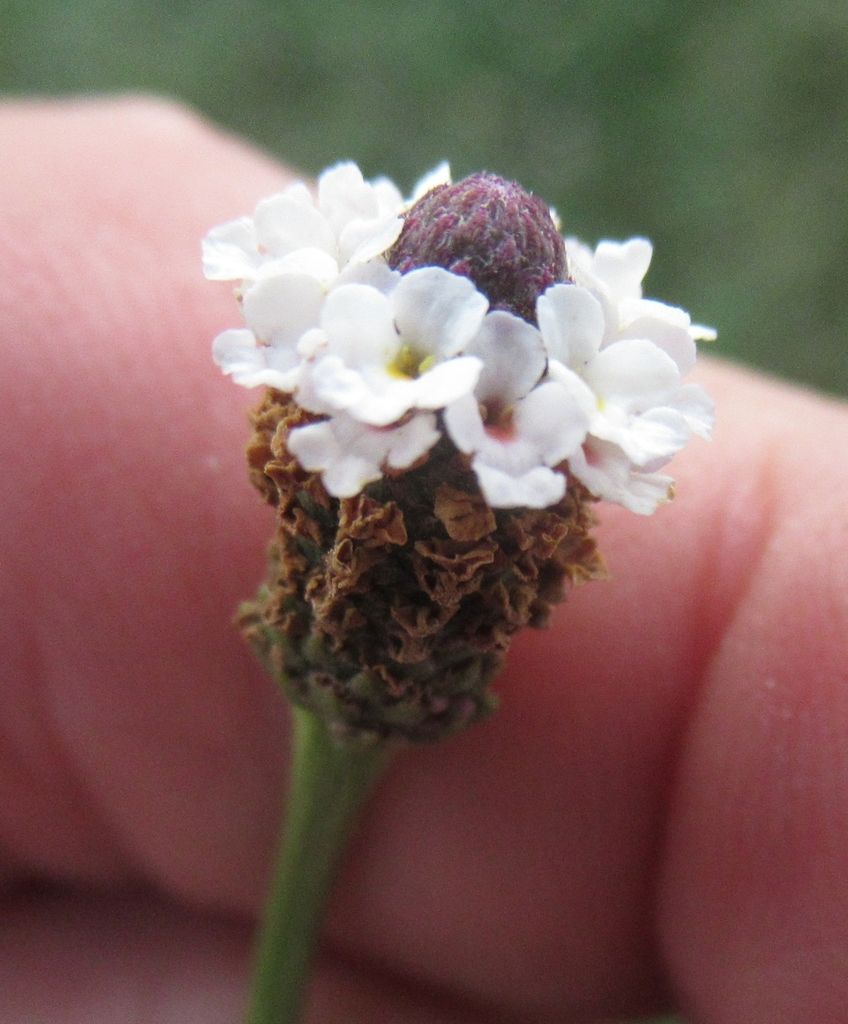 Verbena (Verbena spp.)