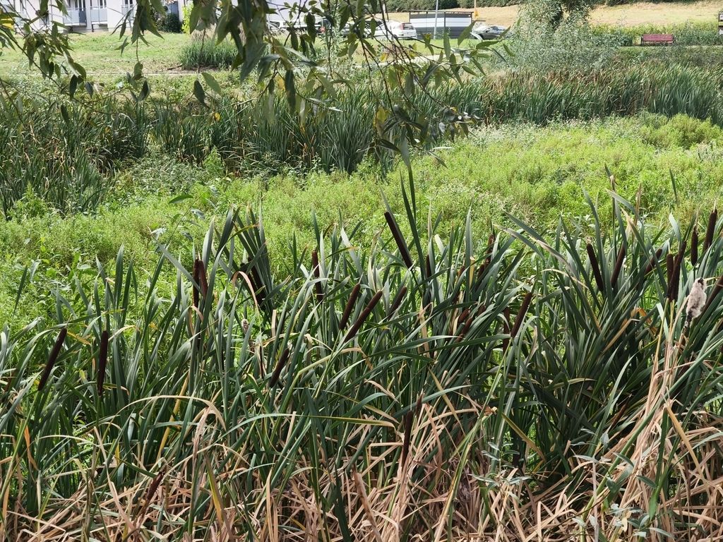 Cattails (habitat) (Typha spp.)