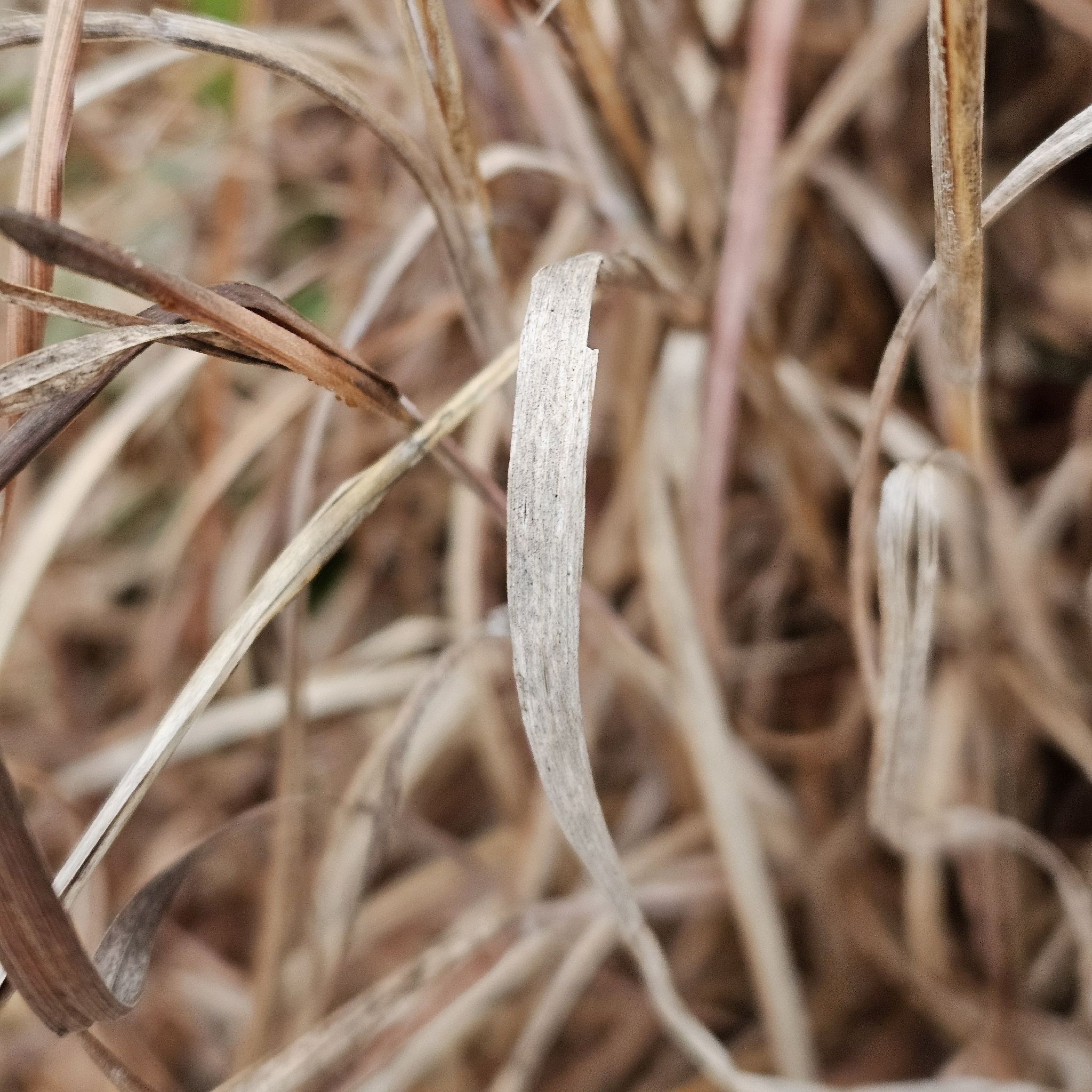 Bunchgrasses (*Multiple genera (region-dependent)*)