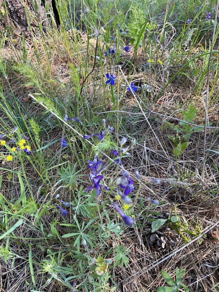 Larkspurs & delphiniums (Delphinium (genus))