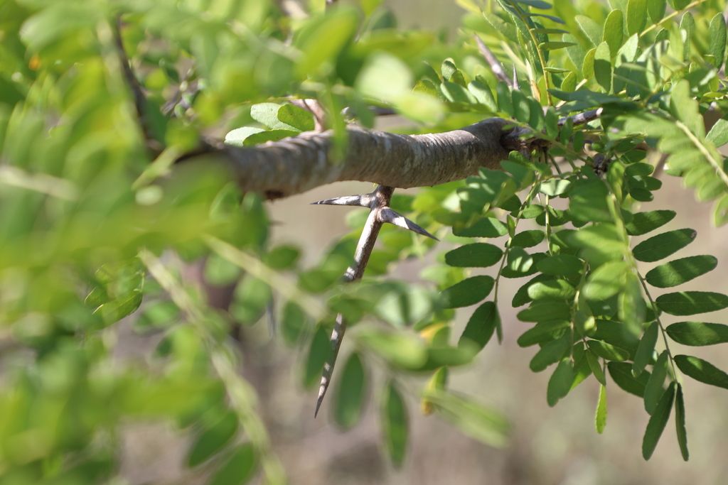 Honey locusts (*Gleditsia* spp.)