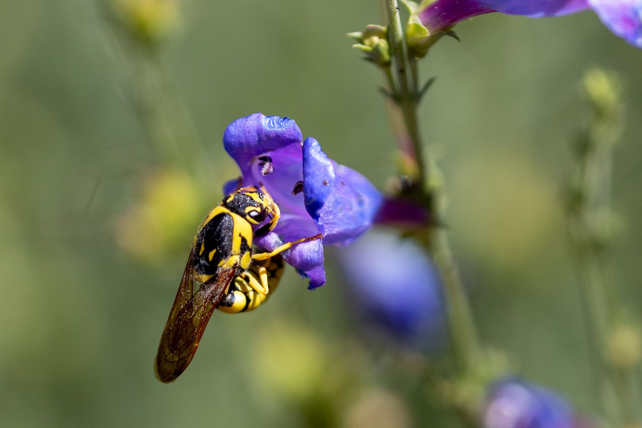 Pollen wasps (Subfamily Masarinae (Vespidae))