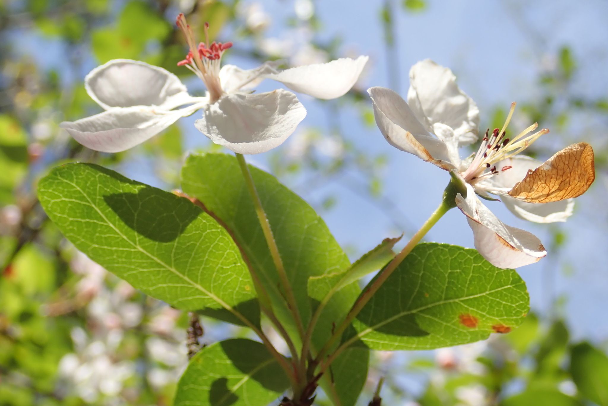 Apples & crabapples (*Malus* spp.)