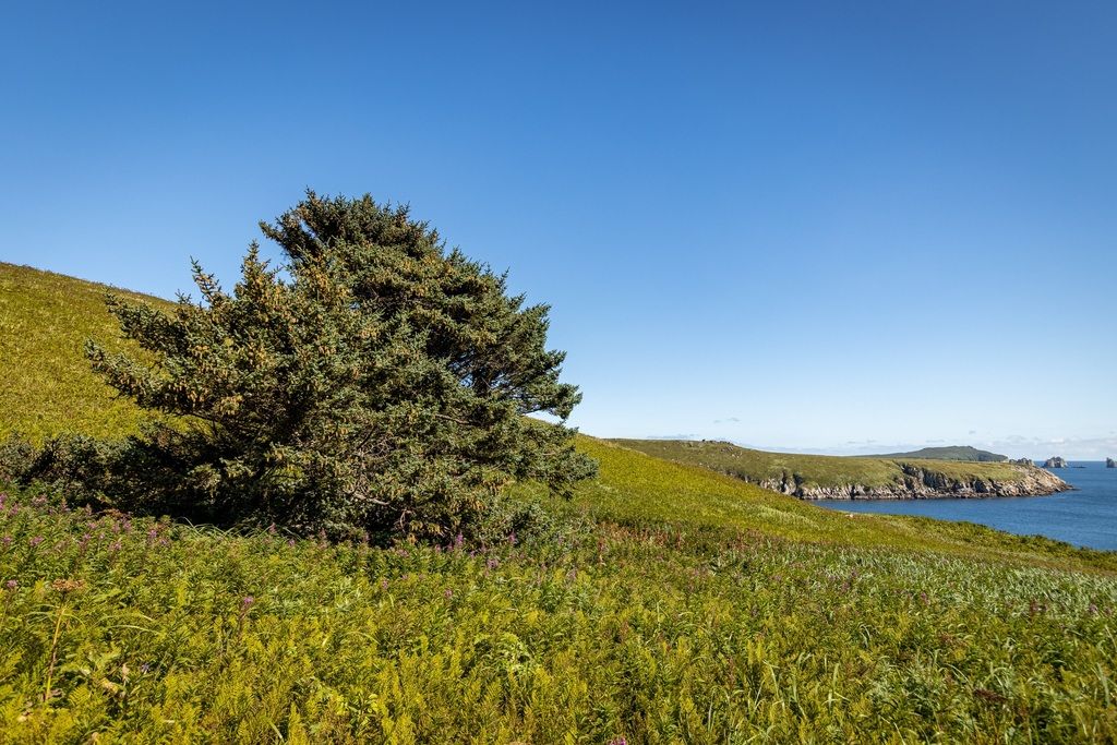 Alaska Peninsula Mountains