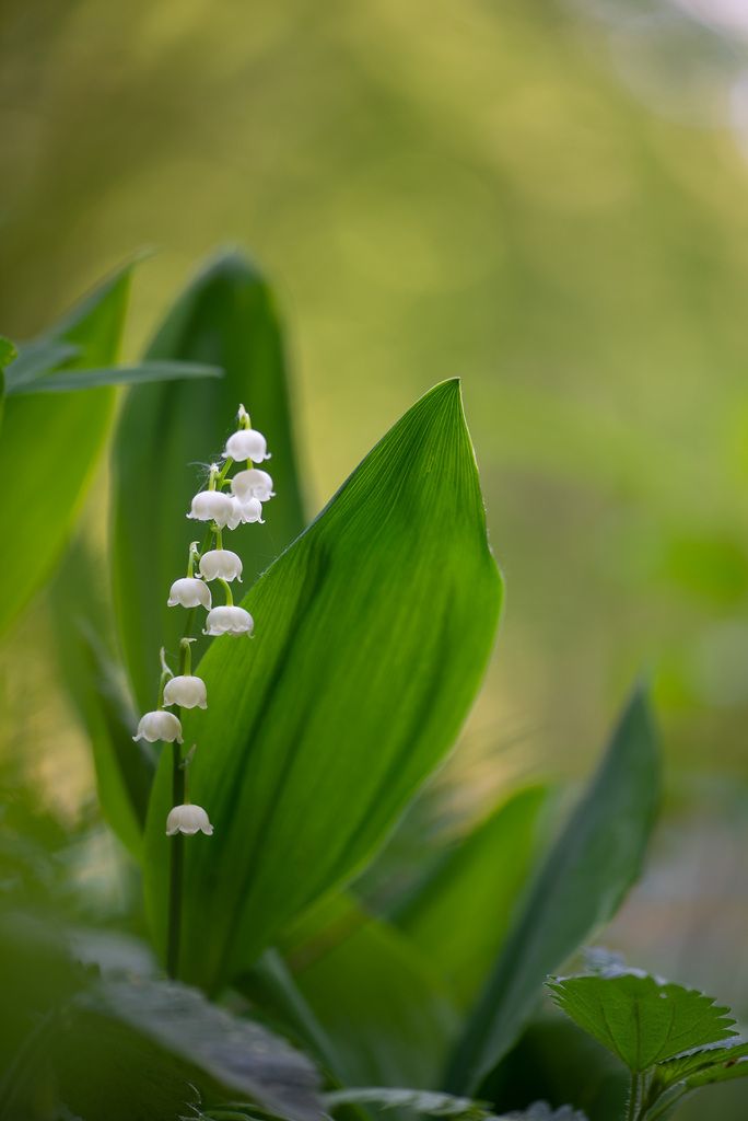 Solomon’s seals (Polygonatum spp.)