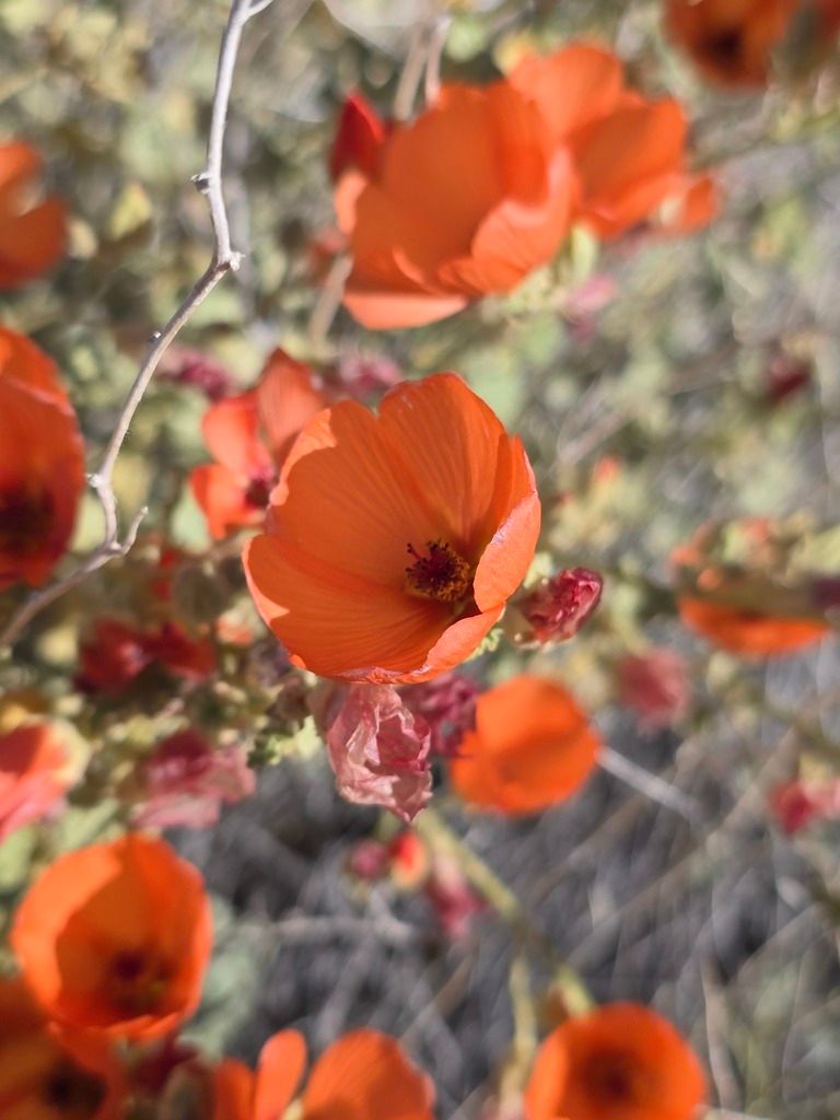 Desert mallows (*Sphaeralcea* spp.)