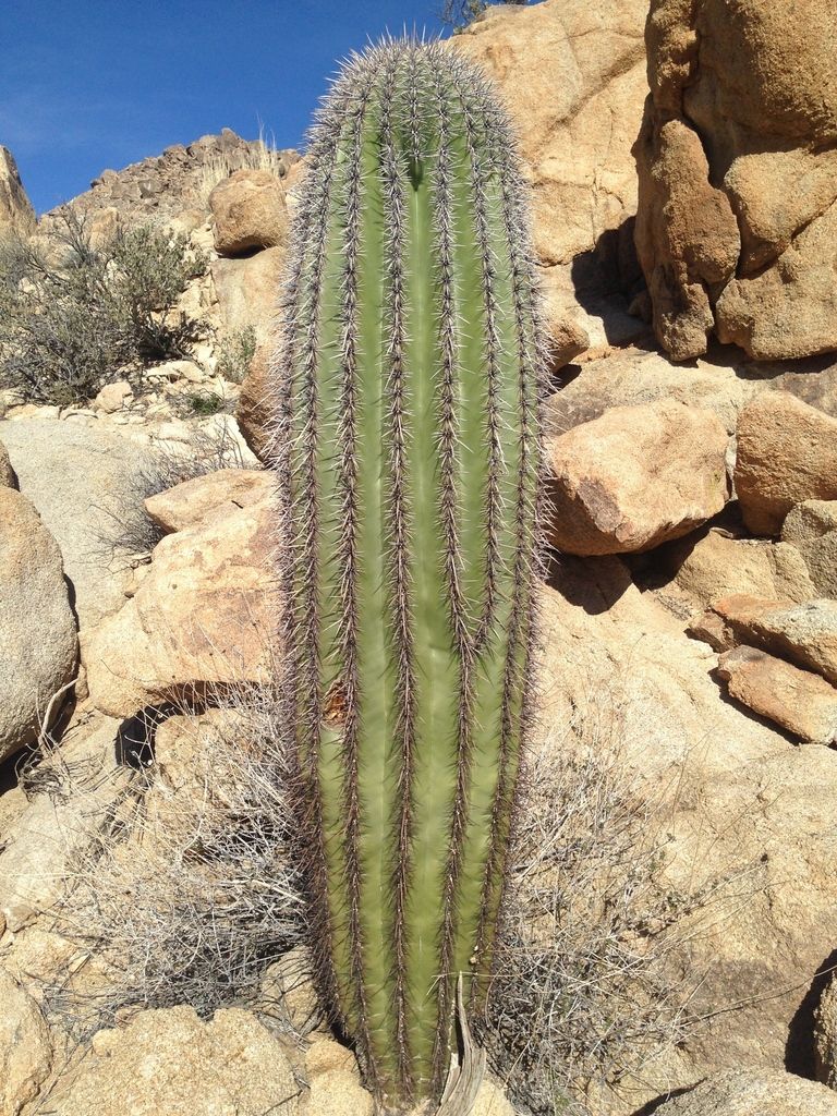 Saguaros (Carnegiea gigantea)