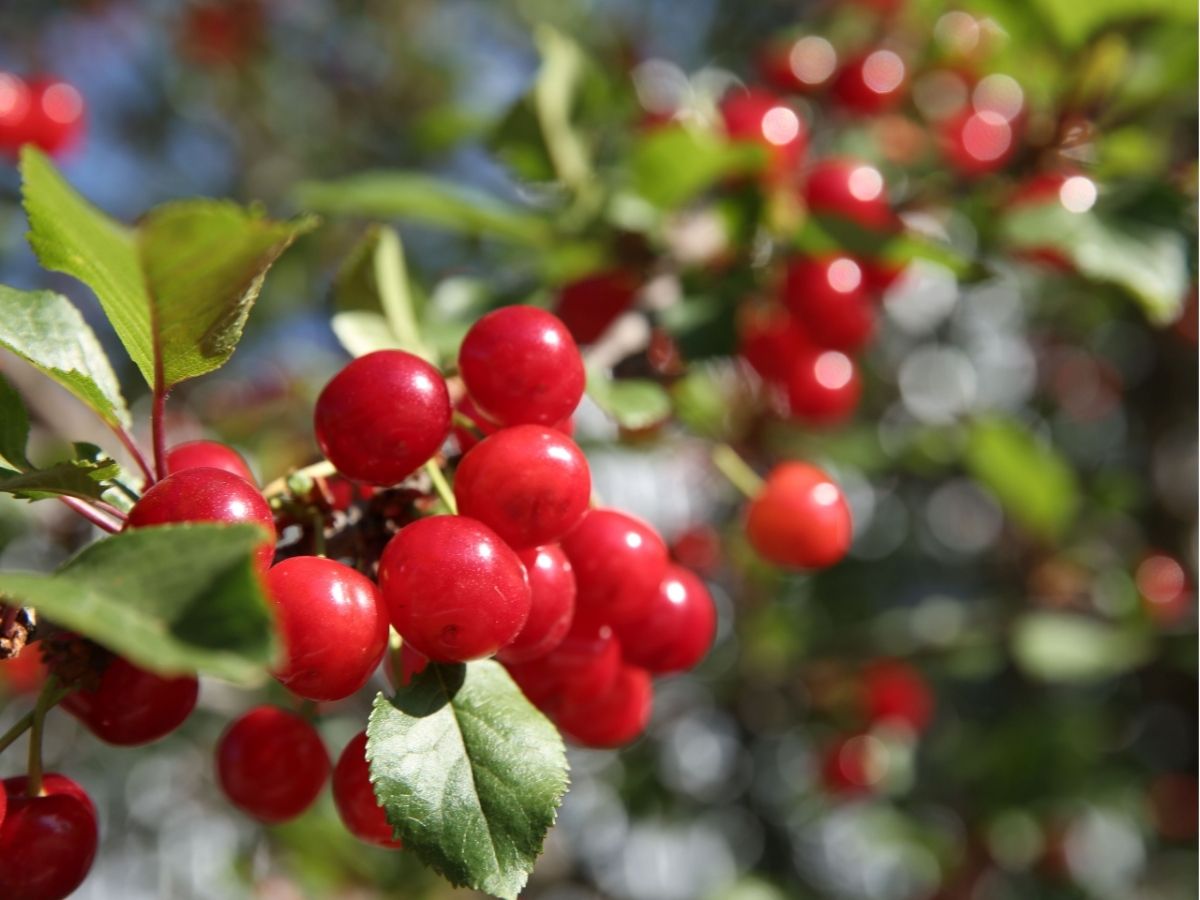 trees-hollies (5).jpg