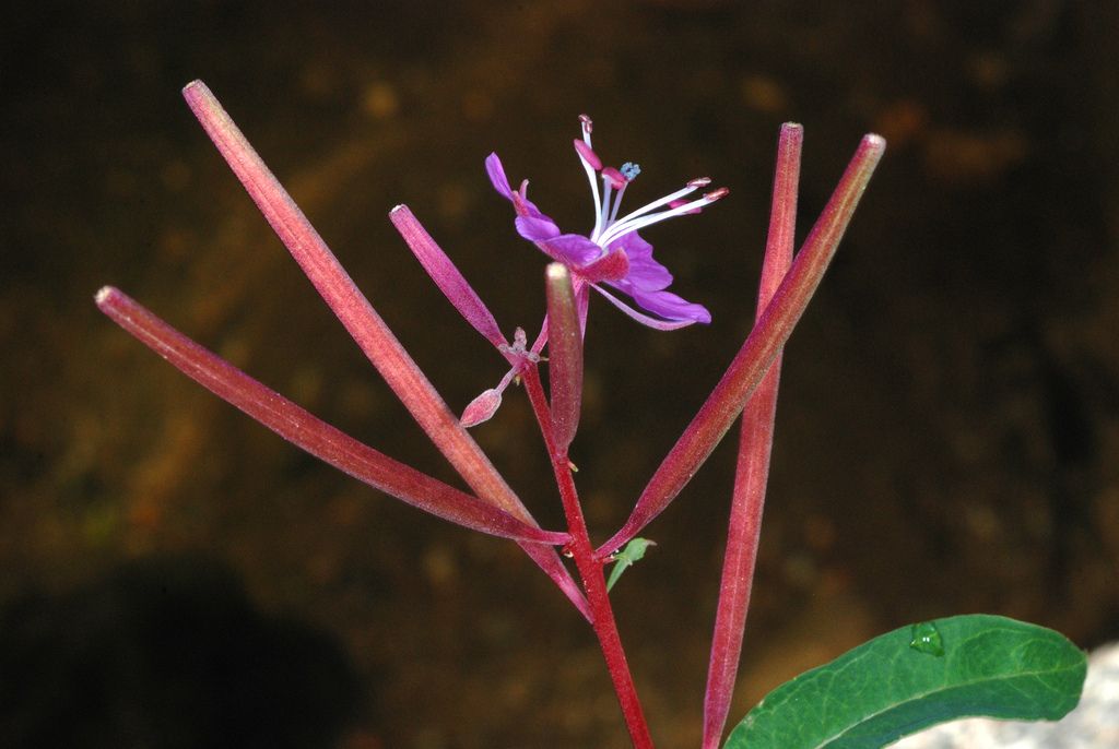 Willowherbs (Epilobium spp.)