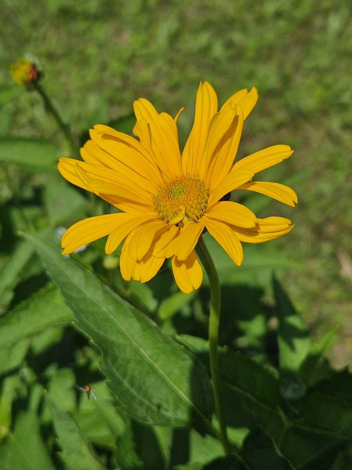 False sunflowers (*Helopsis* spp.)