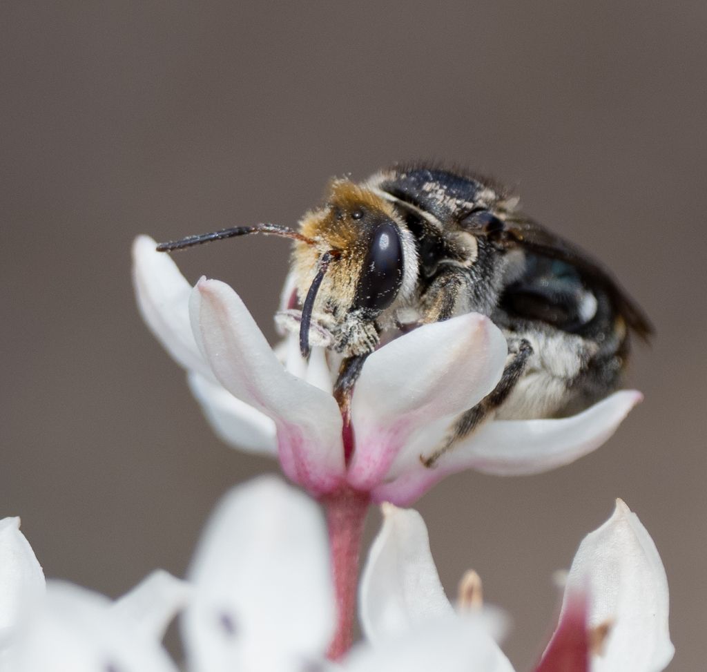 Alkali bees (Genus Nomia)