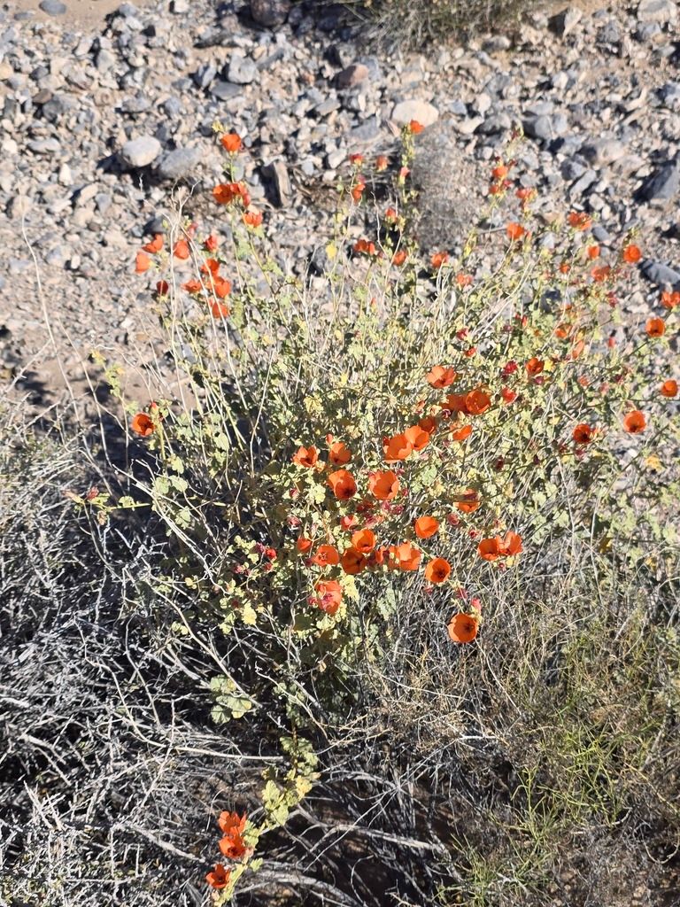 Desert mallows (Sphaeralcea spp.)