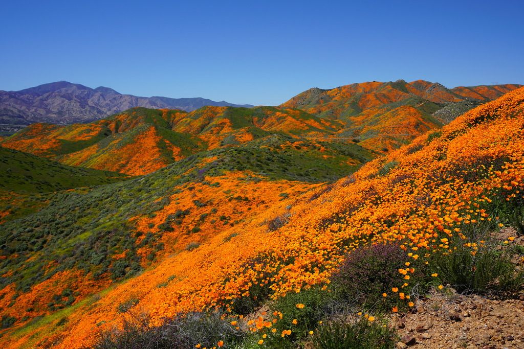 California poppies (Eschscholzia (genus))