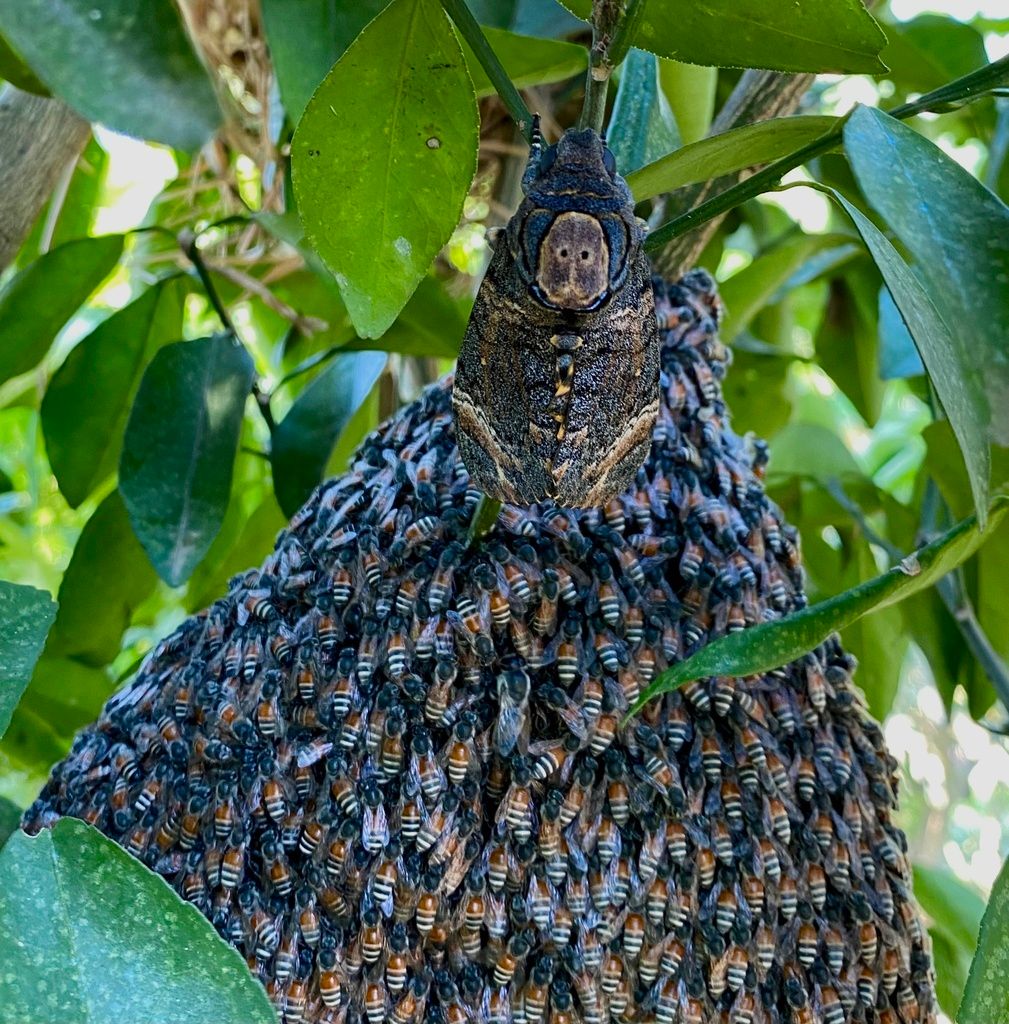 Hawk / sphinx moths (Family Sphingidae)