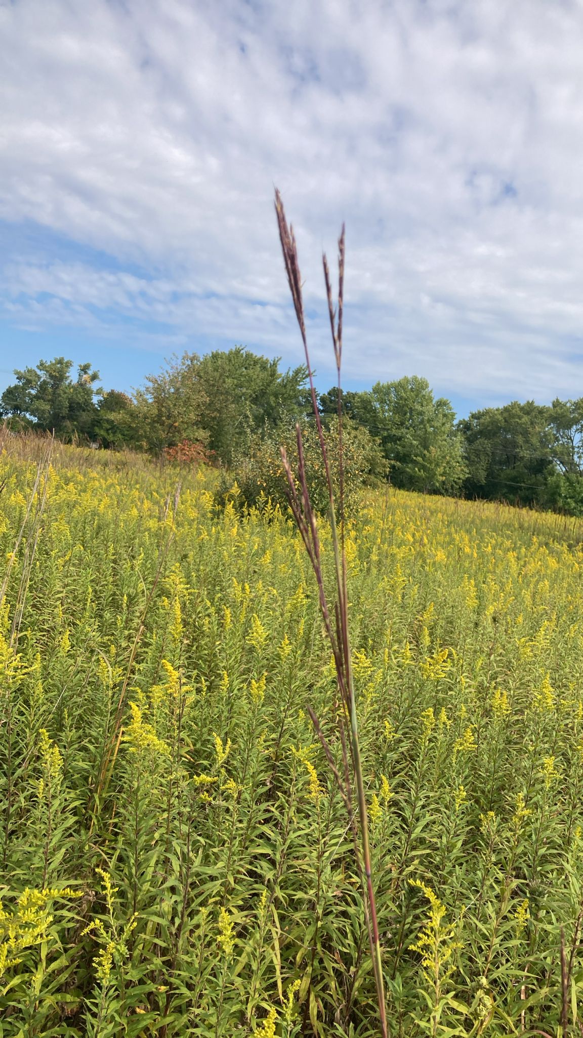 Native prairie grasses (Multiple genera (region-dependent))