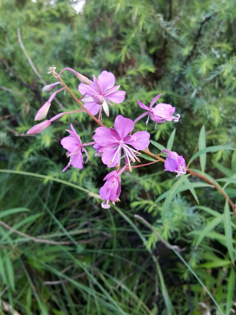 Willowherbs (*Epilobium* spp.)