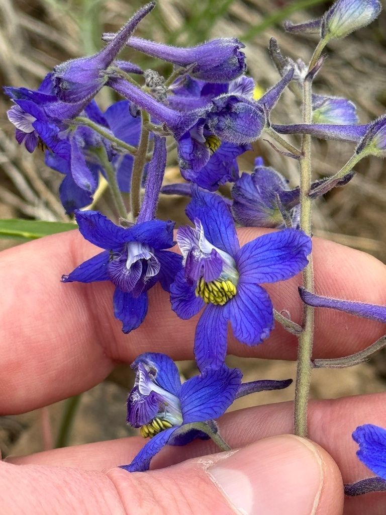 Larkspurs & delphiniums (Delphinium (genus))