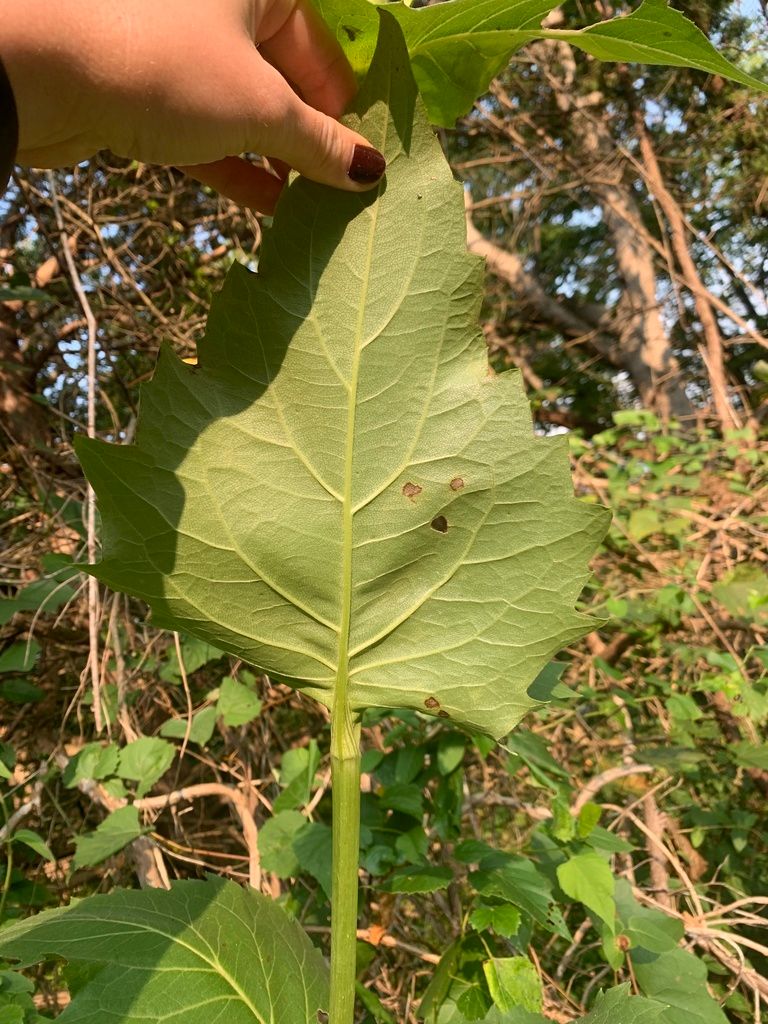 Wild sunflowers’ relatives (Silphium)